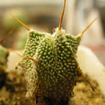 Astrophytum ornatum v. mirbellii