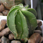 Astrophytum senile aureum