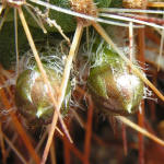 Astrophytum deminuta