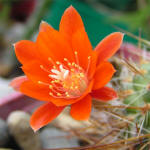 Astrophytum deminuta