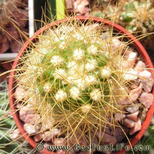 Coleocephalocereus aureus