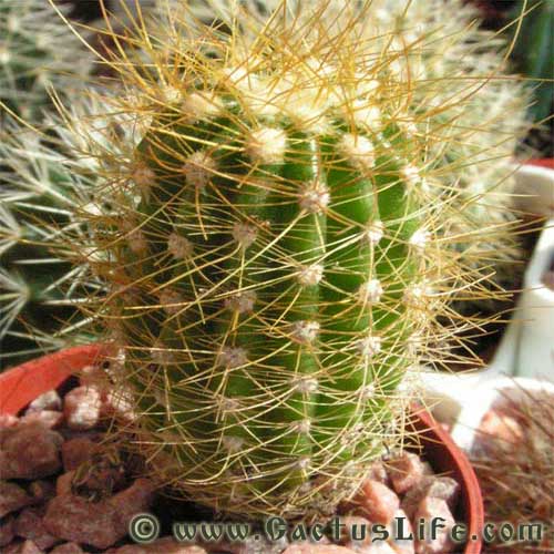 Coleocephalocereus aureus