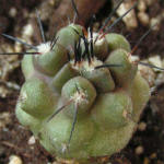 Copiapoa echinoides