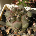 Copiapoa echinoides