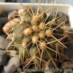 Copiapoa cinerea ssp. haseltoniana WM097