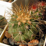 Copiapoa cinerea ssp. haseltoniana WM097