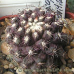 Copiapoa humilis KK1709