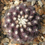 Copiapoa humilis KK1709