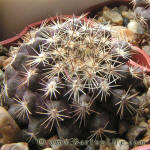 Copiapoa humilis KK1709