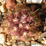 Copiapoa pseudocoquimbana KK86