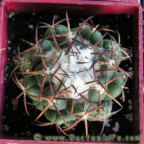 Coryphantha bumamma