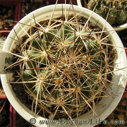 Coryphantha delaetiana