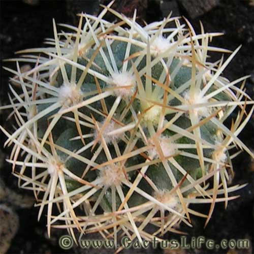 Coryphantha radians