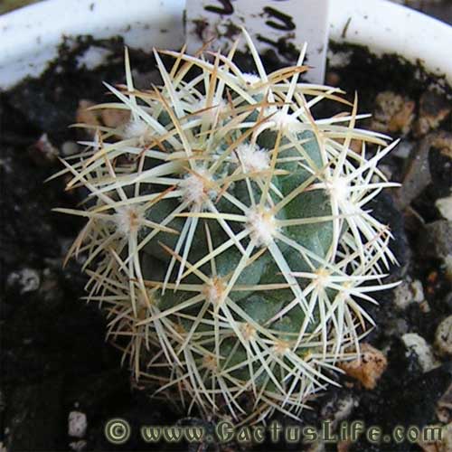 Coryphantha radians