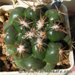 Coryphantha bumamma