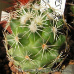 Coryphantha calipensis SB1390