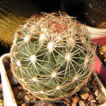 Coryphantha erecta SB1275