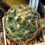 Coryphantha erecta SB1275