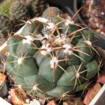 Coryphantha greenwoodii FO183