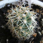 Coryphantha radians