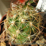 Coryphantha recurvata SB719