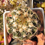 Coryphantha sulcata SB551
