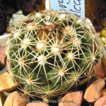 Coryphantha sulcata SB551