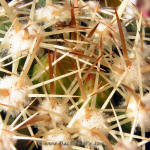 Coryphantha sulcata SB551
