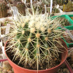 Echinocactus grusonii