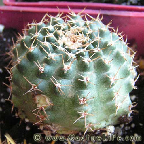 Echinocereus pulchellus