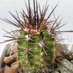 Echinocereus arizonicus ssp. nigrihorridispinus HK1054