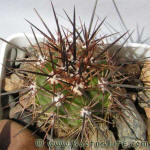 Echinocereus arizonicus ssp. nigrihorridispinus HK1054