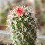 Echinocereus bristolii pseudopectinatus SB463