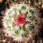 Echinocereus bristolii pseudopectinatus SB463