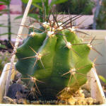 Echinocereus coccineus v. gurneyi BW 54