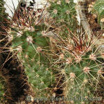 Echinocereus coccineus v. rosei BW63