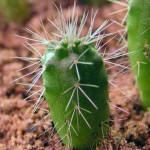 Echinocereus knippelianus v. kruegeri