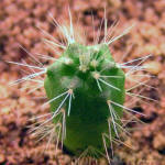 Echinocereus knippelianus v. kruegeri