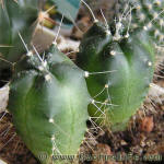 Echinocereus knippelianus v. kruegeri