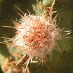 Echinocereus pulchellus