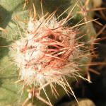 Echinocereus pulchellus