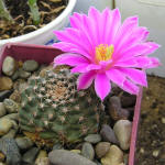 Echinocereus pulchellus