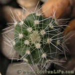 Echinocereus pulchellus ssp. venustus