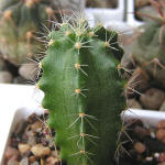 Echinocereus subinermis