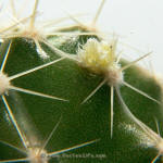 Echinocereus subinermis v. ochoterenae