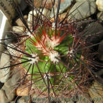 Echinocereus triglochidiatus