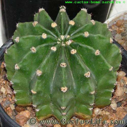 Echinopsis Subdenudatum