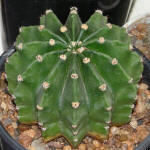 Echinopsis_subdenudata