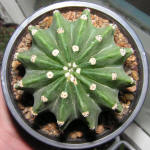 Echinopsis_subdenudata