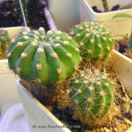 Echinopsis_subdenudata